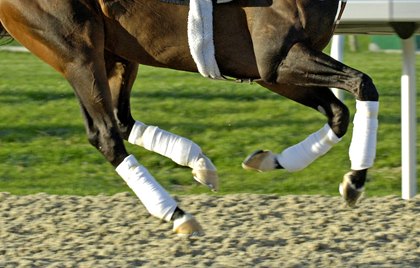 racehorses-legs-2